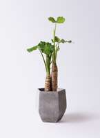 クワズイモ 8号 | 観葉植物通販HitoHana(ひとはな)