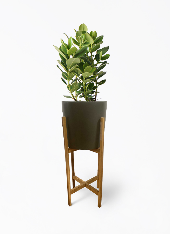 観葉植物 クルシア ロゼア プリンセス 6号 ファイバークレイ white