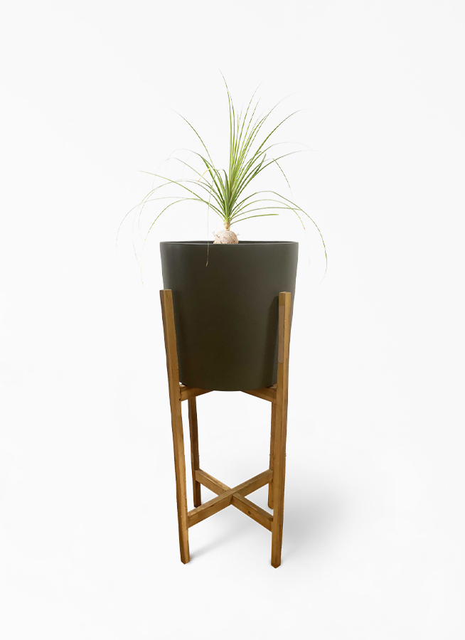 観葉植物 トックリラン 6号 ホルスト シリンダー オリーブ ウッドポットスタンド付き 観葉植物ならhitohana ひとはな