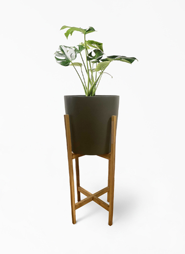 観葉植物 モンステラ 6号 ボサ造り ホルスト シリンダー オリーブ