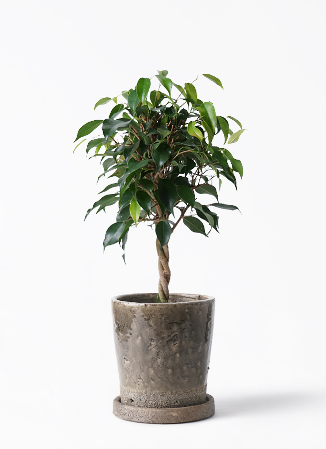 観葉植物 フィカス ベンジャミン 4号 玉造りヴィフポット ダークグレー 付き 観葉植物ならhitohana ひとはな