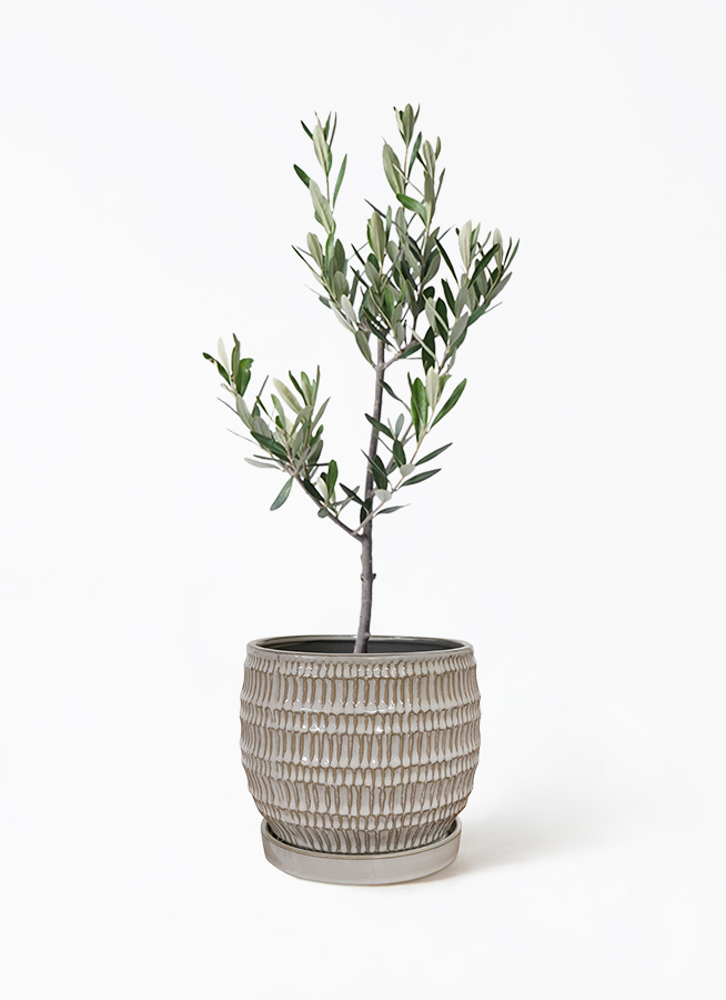 Kazu様 リクエスト 2点 まとめ商品　オリーブ　オリーブの木　カロレア 鉢植えオリーブ 販売 新築・開店祝いにも最適