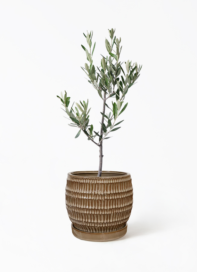 観葉植物 オリーブの木 3号 創樹ラスターポット 付き | 観葉植物なら