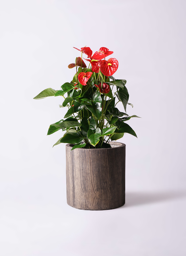 観葉植物 アンスリウム 10号 レッド ウッドプランター 付き