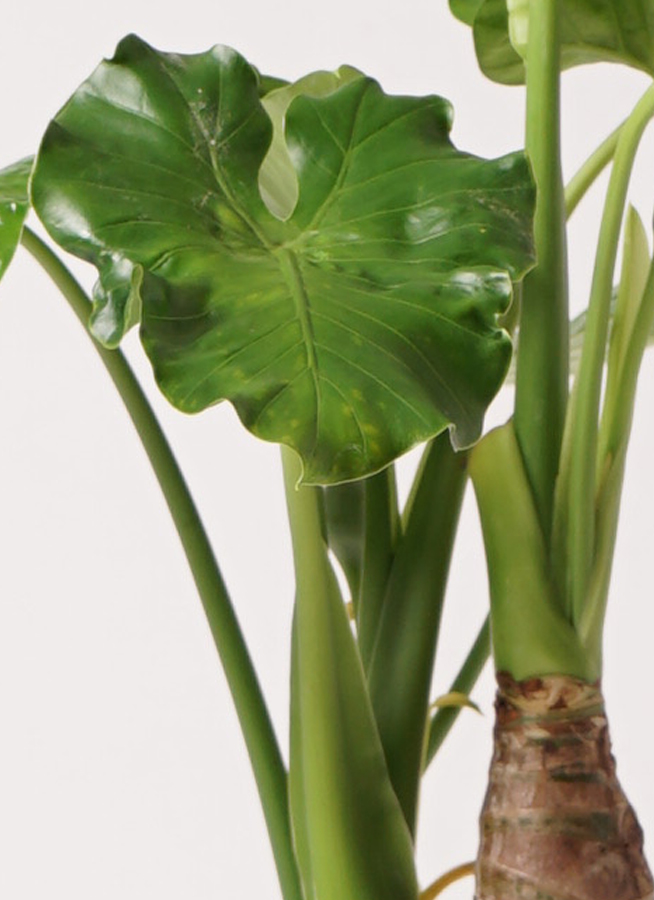 観葉植物 アロカシア 2種セット クワズイモ② 現品 Alocasia odora アロカシア アローカシア