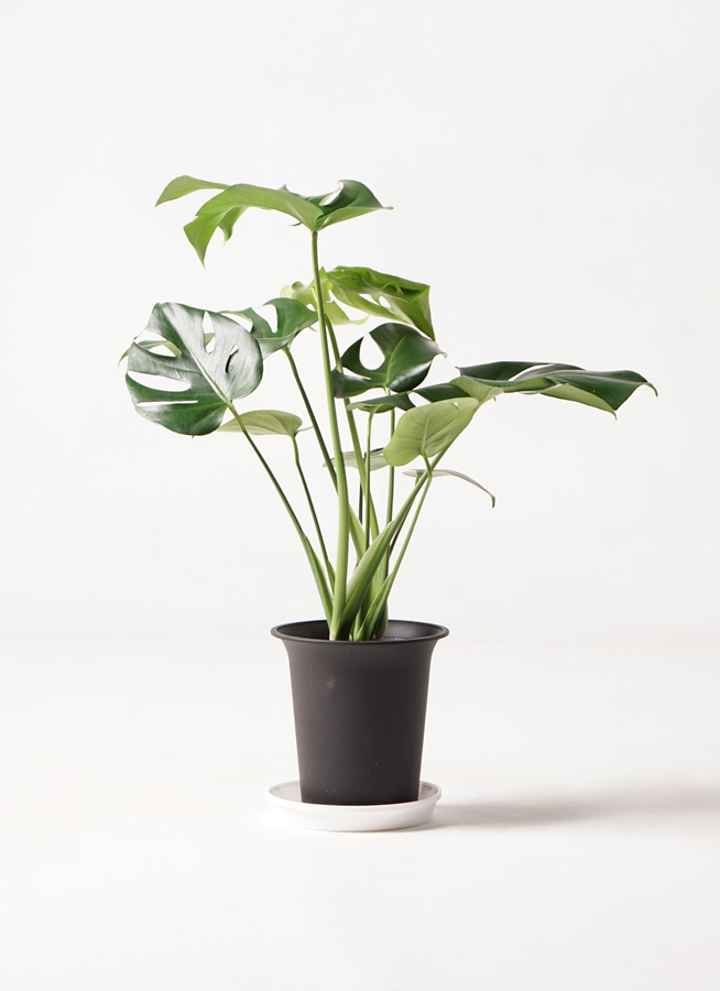 観葉植物 モンステラ 6号 ボサ造り Mango Wood(マンゴーウッド