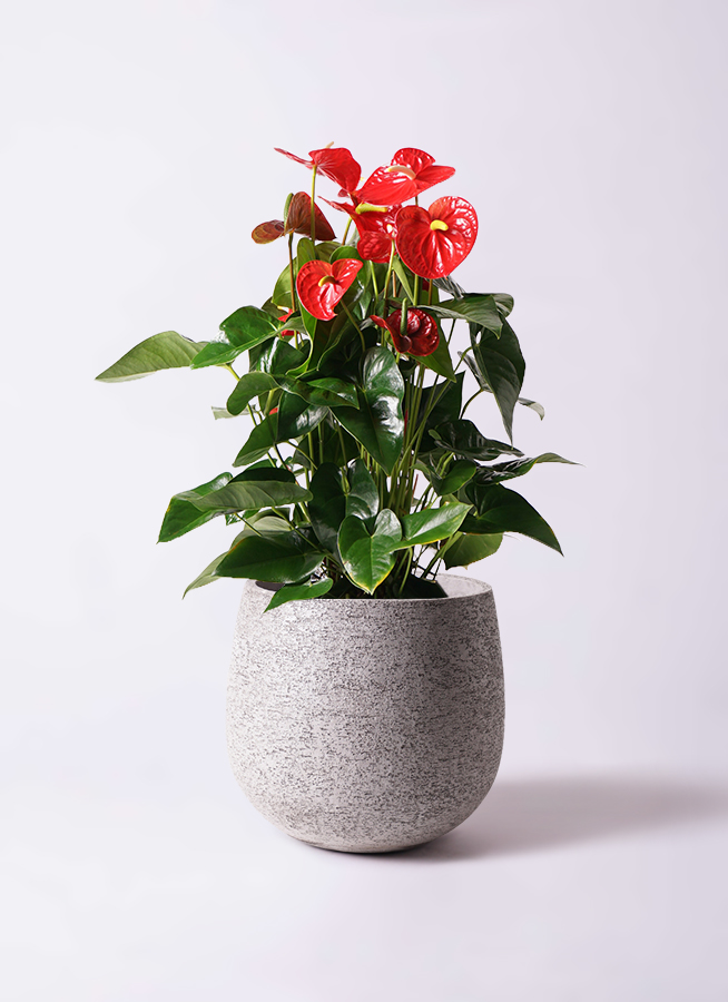 観葉植物 アンスリウム 10号 レッド ウッドプランター 付き