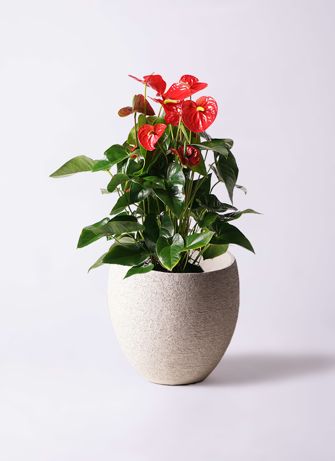 観葉植物 アンスリウム 10号 レッド サブリナ 白 付き | 観葉 観葉植物 アンスリウム 10号 レッド サブリナ 白 付き | 観葉