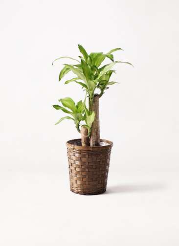 観葉植物 ドラセナ 6号 幸福の木 竹バスケット 付き | 観葉植物なら