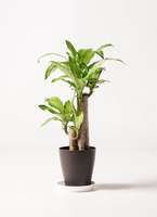 ドラセナ 6号 | 観葉植物の通販ならHitoHana（ひとはな）