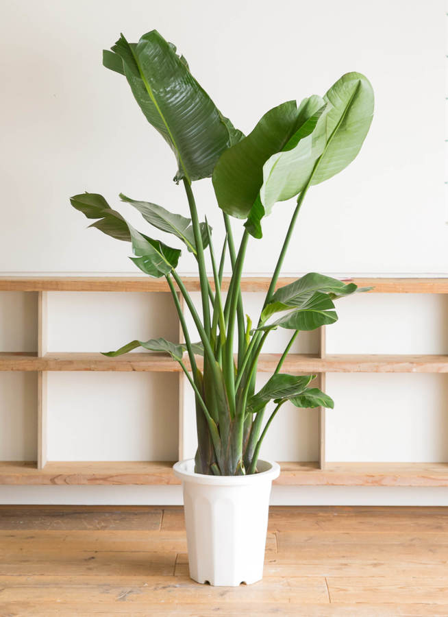 観葉植物 オーガスタ 10号 アートストーン ラウンド NIGHT BLUE 付き