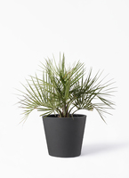 yatay-palm-94_1.jpg?1633392834