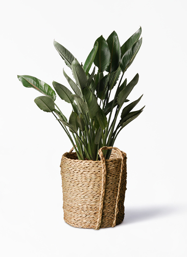 strelitzia-reginae-114_1.jpg?