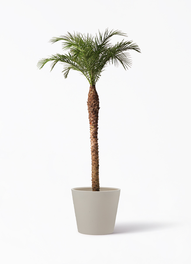 観葉植物 フェニックスロベレニー 10号 ポリッシュ コニック クリーム