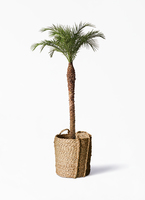 phoenix-roebelenii-176_1.jpg?