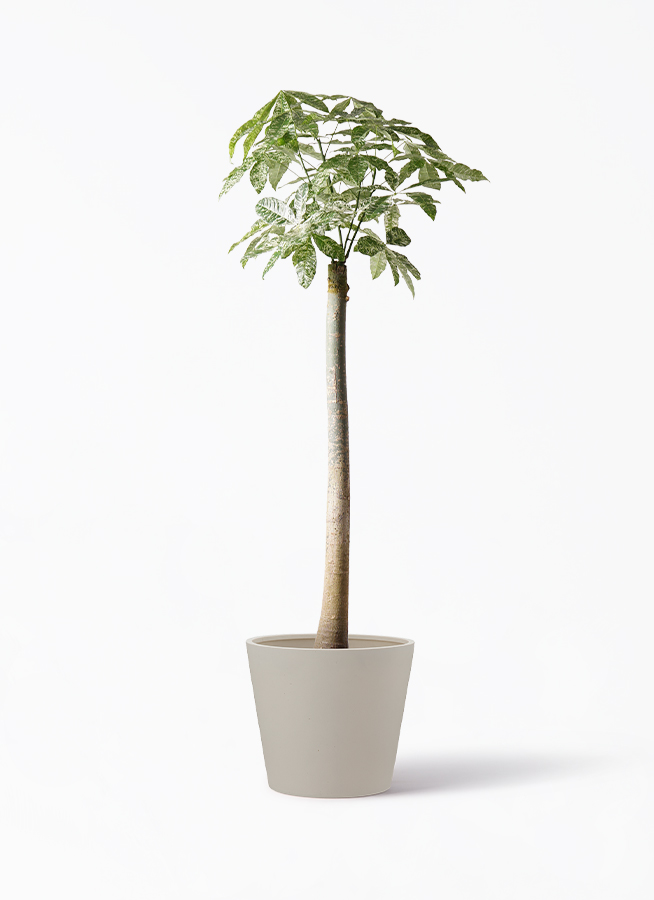 観葉植物 パキラ 10号 朴 斑入り ポリッシュ コニック クリーム 付き