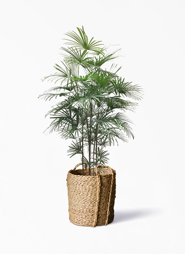 syurotiku-405_1.jpg?1633395237