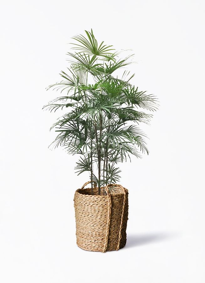 観葉植物 ウンナンシュロチク（雲南棕櫚竹） 10号 LushBasket
