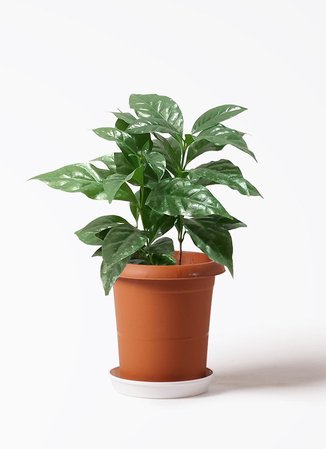 coffee-tree-126_1.jpg?1633594301