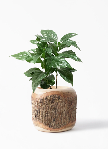 コーヒーの木 レア品種 Caturra(red) 7号 観葉植物 コーヒーの木 4号 Mango Wood(マンゴーウッド) 付き