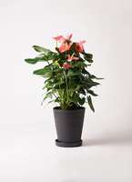 観葉植物 アンスリウム 10号 ピンク プラスチック鉢 | 観葉植物なら
