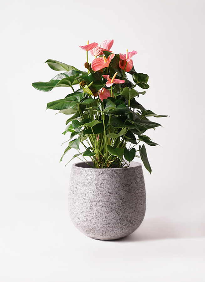 イッペー。花。ピンク。観葉植物。鉢ごと無料で発送致します。 観葉植物 アンスリウム 10号 ピンク ウッドプランター 付き