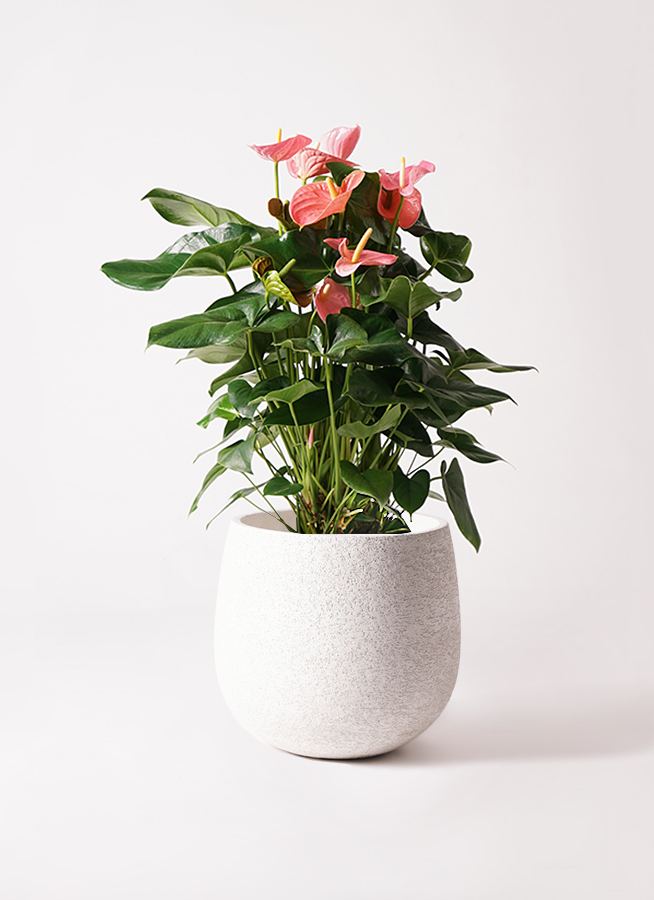 観葉植物 アンスリウム 10号 ピンク プラスチック鉢 | 観葉植物なら