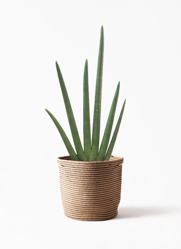 観葉植物 サンスベリア 8号 スタッキー ラスターポット 付き