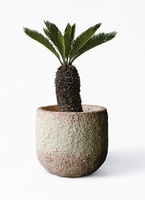 ソテツ 観葉植物 白鉢 約70cm 8号　現品　新芽がしっからりしてきました。 cycas-revoluta-264_1.jpg?