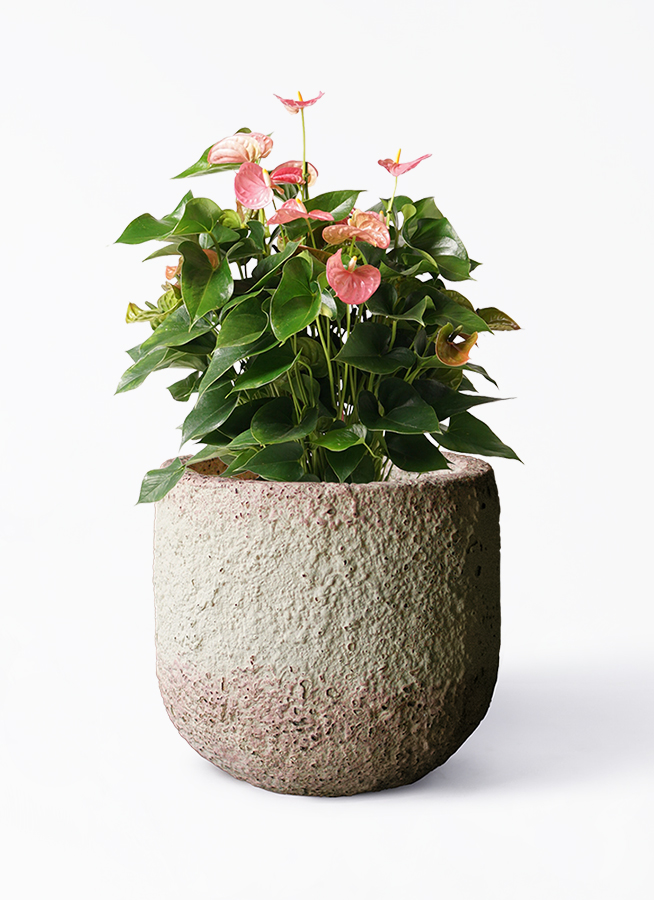 anthurium-825_1.jpg?1634517606
