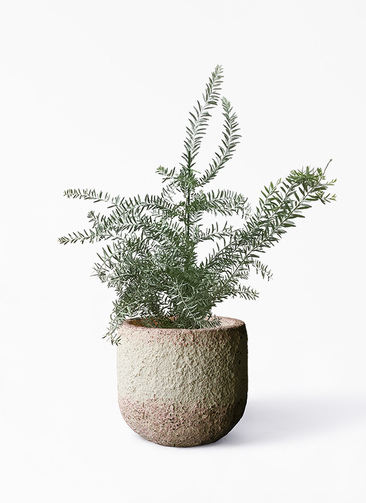 観葉植物 アカシア ブルーブッシュ 8号 Coral Pot (コーラルポット