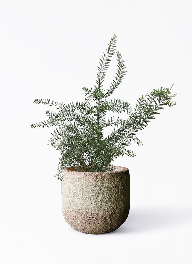 き*う様 アカシア　ブルーブッシュ　大苗　高さ150㌢横135㌢ き*う様 アカシア ブルーブッシュ 大苗 高さ150㌢横135㌢ き*う様