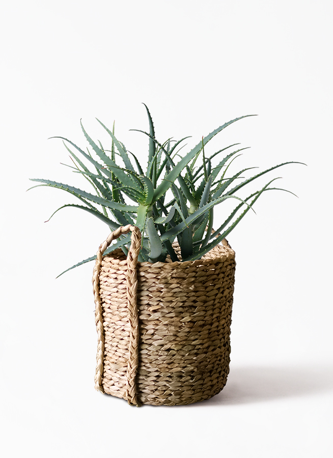 観葉植物 キダチアロエ 8号プラスチック鉢 Lushbasket ラッシュバスケット 付き 観葉植物ならhitohana ひとはな