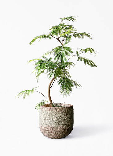 観葉植物 エバーフレッシュ 8号 曲り Coral Pot (コーラルポット