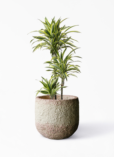 観葉植物 ドラセナ ワーネッキー レモンライム 8号 Coral Pot