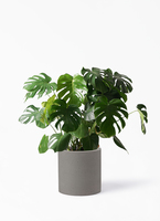 観葉植物 モンステラ 8号 ボサ造り ベータ キューブプランター ウッド