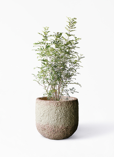 fraxinus-griffithii-267_1.jpg?