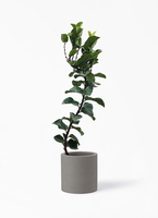 ficus-lyrata-108_1.jpg?1634525182