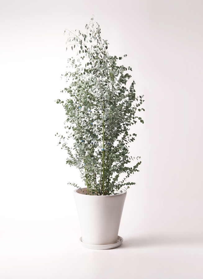 観葉植物 ユーカリ 10号 グニー アートストーン ラウンド グレー 付き