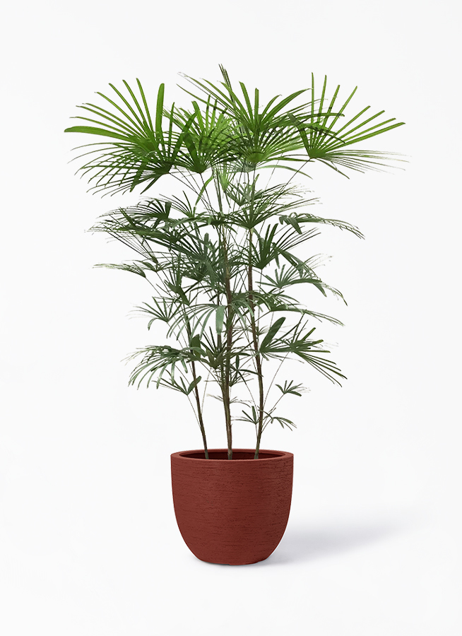 観葉植物 ウンナンシュロチク 雲南棕櫚竹 8号 ヴォークス ラウンド ロッソ 付き 観葉植物ならhitohana ひとはな