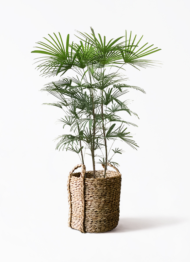 観葉植物 ウンナンシュロチク（雲南棕櫚竹） 8号 LushBasket(ラッシュ 
