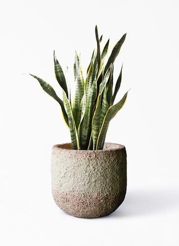 EMP サンセベリア Susano'O' スサノオ / SA318 EMP サンセベリア Susano'O' スサノオ / SA318 EMP サンセベリア