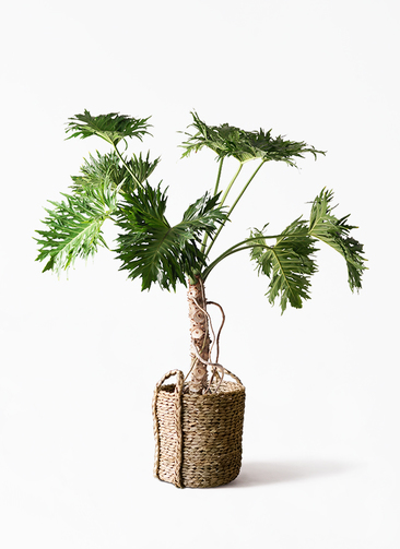 観葉植物 フィロデンドロン 8号 セローム ヒトデカズラ 根あがり