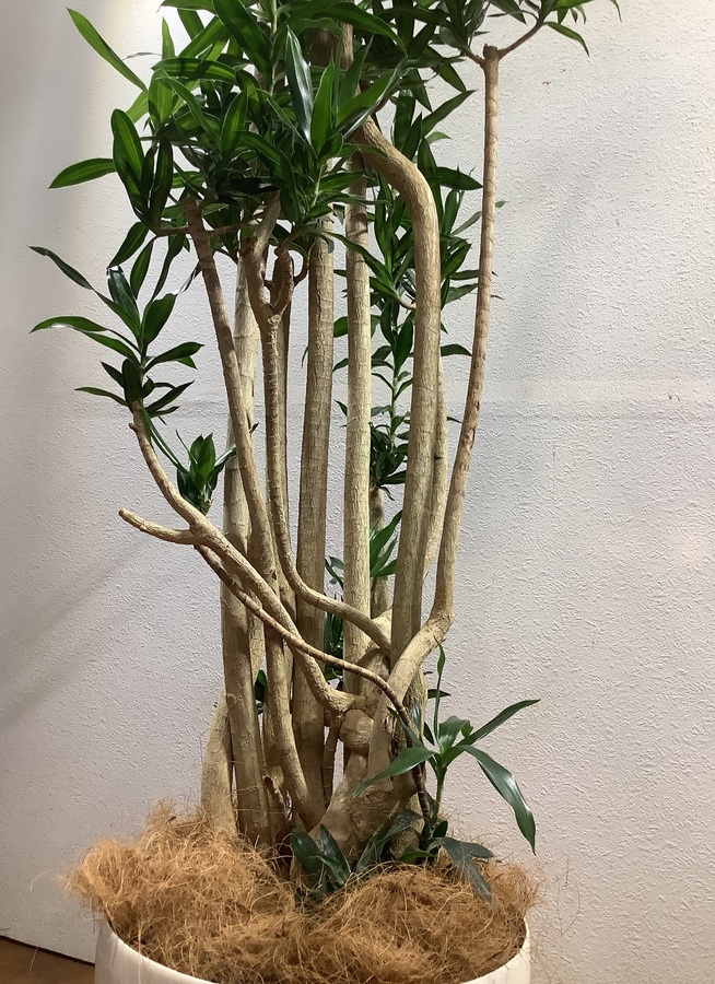 最も優遇 観葉植物 大型 育てやすい ドラセナ ソングオブジャマイカ H171cm 10号鉢 管理説明書 受皿付き 肥料小袋プレゼント Fucoa Cl 最も優遇 観葉植物 大型 育てやすい ドラセナ ソングオブジャマイカ H171cm 10号鉢 管理説明書 受皿付き 肥料小袋プレゼント Fucoa Cl