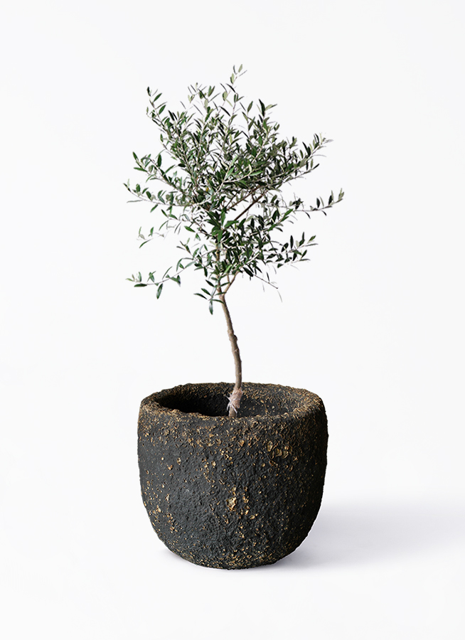 オリーブの木 7号 | 観葉植物 | 送料無料でお届け - Hitohana（ひとはな）
