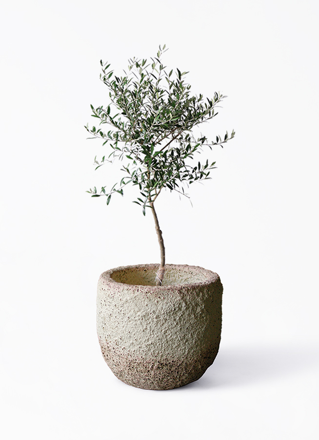 オリーブの木 7号 | 観葉植物 | 送料無料でお届け - Hitohana（ひとはな）