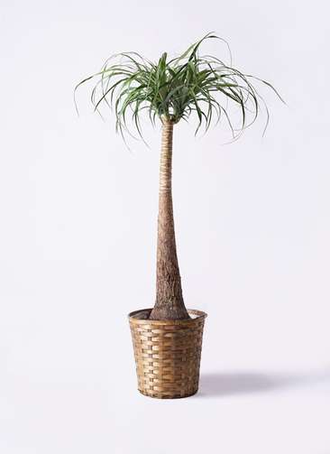 観葉植物 トックリラン ポニーテール 8号 竹バスケット 付き | 観葉