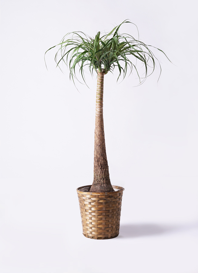 ボニーテール トックリラン　観葉植物 約1メートル 観葉植物 トックリラン ポニーテール 8号 竹バスケット 付き | 観葉