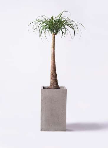 観葉植物 トックリラン ポニーテール 8号 セドナロング グレイ 付き