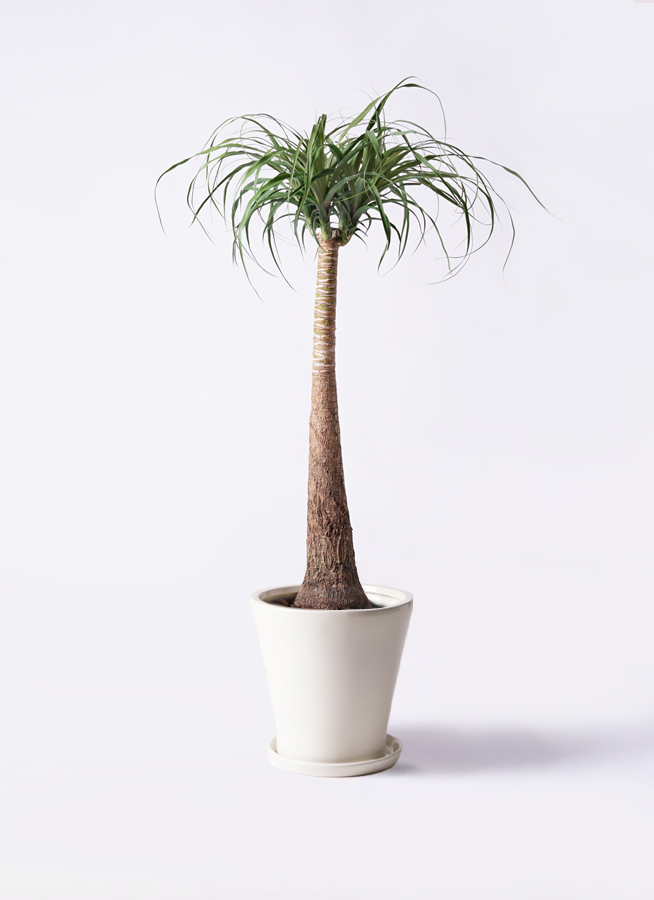 観葉植物 トックリラン ポニーテール 8号 ラッシュバスケット Natural